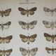 Old Butterfly engraving - Lithograph from 1887 - Triangulum - Vintage entomological plate