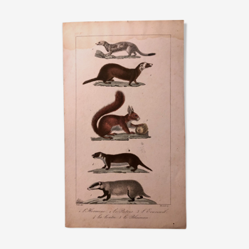 Lithographie fin 19e mammifères aquarellés.