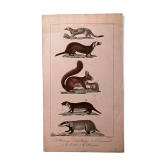 Lithographie fin 19e mammifères aquarellés.