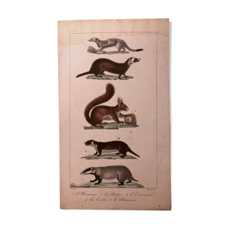 Lithograph late 19th watercolor mammals.