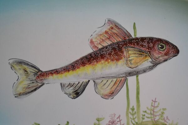 Paulette Quinson ( 1899-1984 ) Marseille Plat à poisson signé 55x26 cm