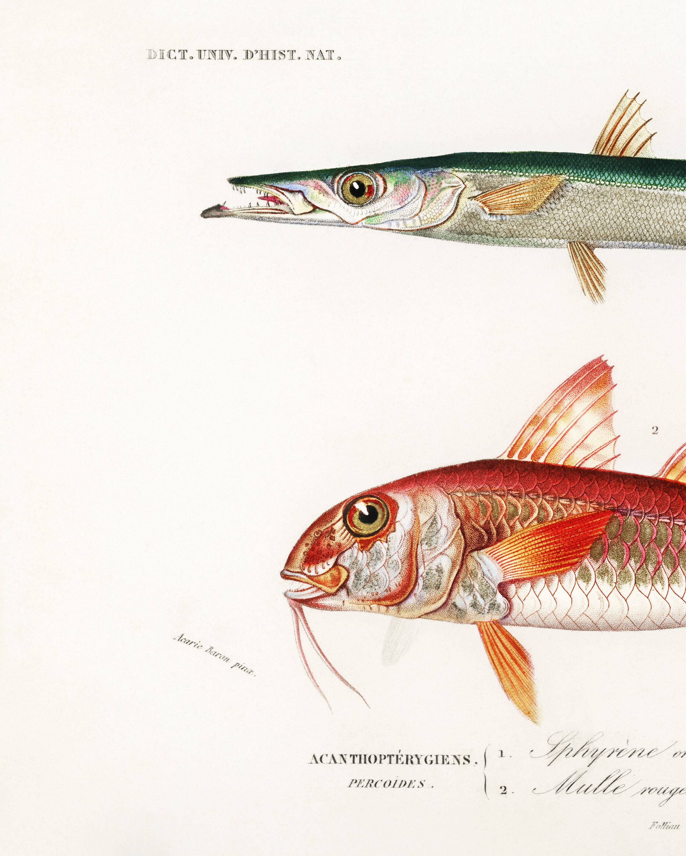 Poster about barracuda and red mullet, based on an old engraving from 1849