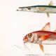 Poster about barracuda and red mullet, based on an old engraving from 1849