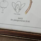 Mate botanical board under wooden frame