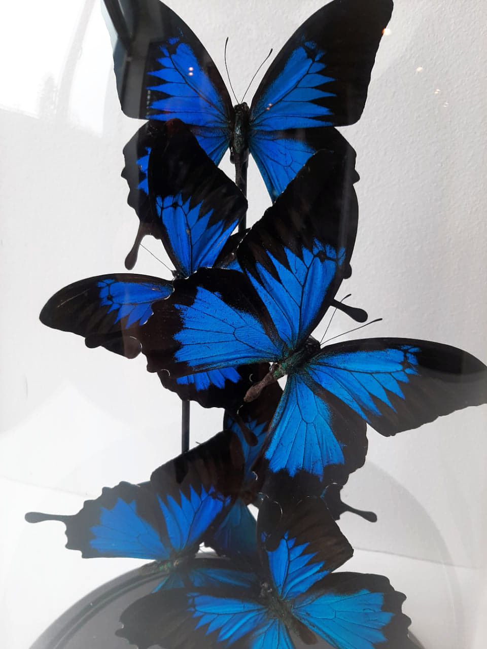 Flight of butterflies under globe