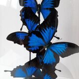 Flight of butterflies under globe