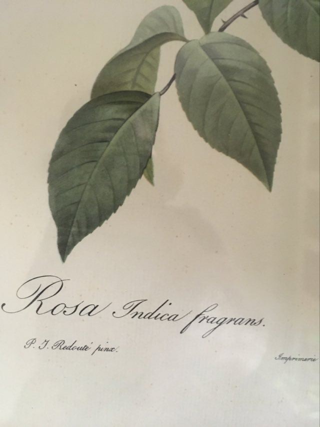 Dreaded botanical plank "Rosa Indica fragans"