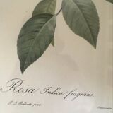 Dreaded botanical plank "Rosa Indica fragans"