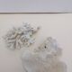 Coral corals