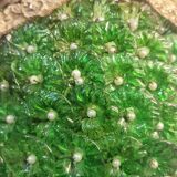 Ceiling lamp with Murano glass flowers. Italy, 1960s