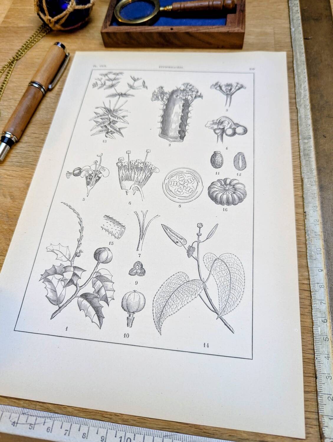 Printed in 1889, the Euphorbiaceae. Antique botanical plate.