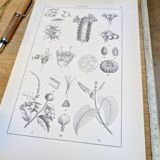 Printed in 1889, the Euphorbiaceae. Antique botanical plate.