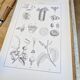 Printed in 1889, the Euphorbiaceae. Antique botanical plate.