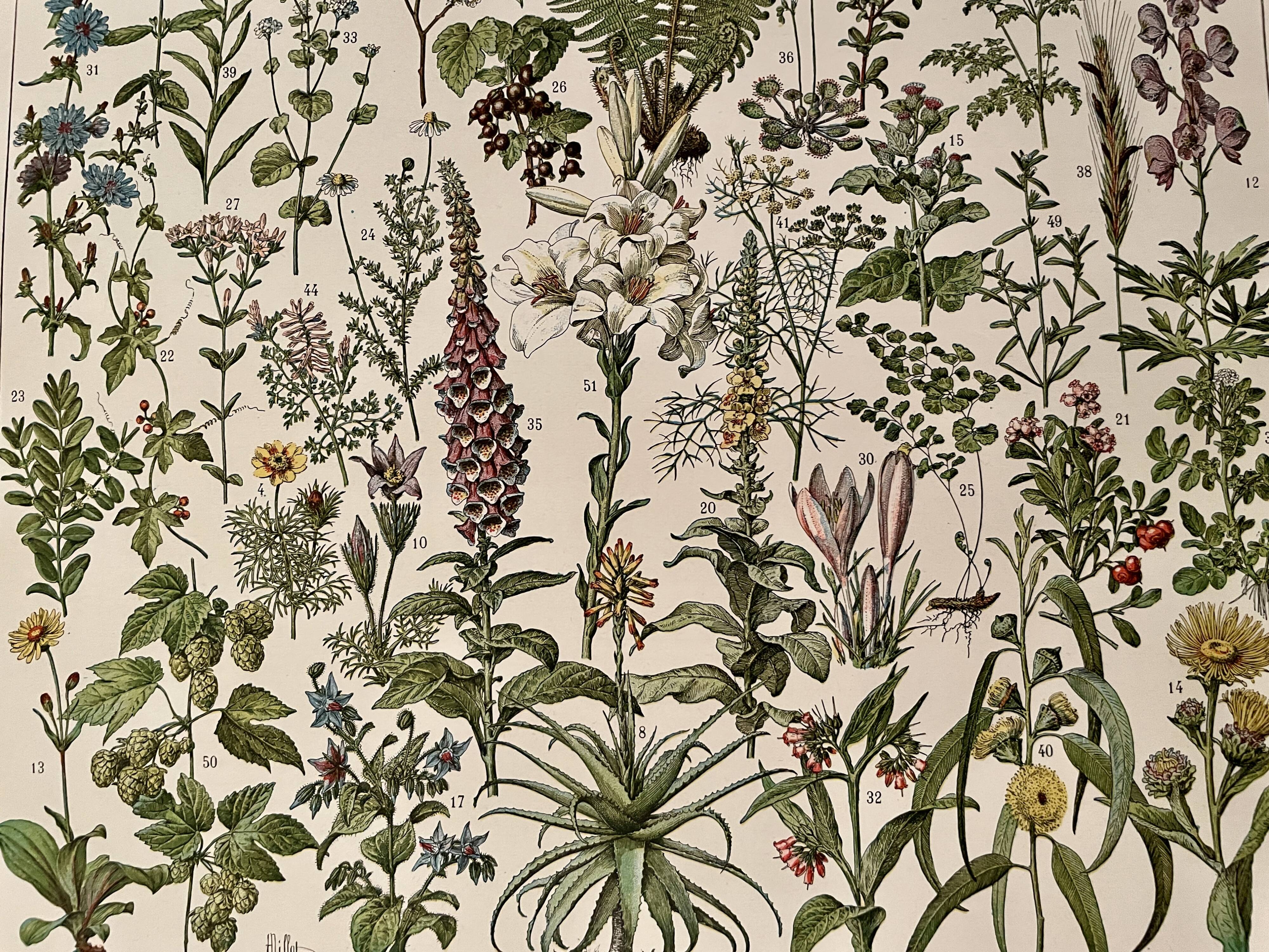 Lithograph on medicinal plants (absinthe) - 1930