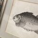 Fish engraving "Cycloptera"