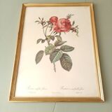 Pink lithograph Redouté