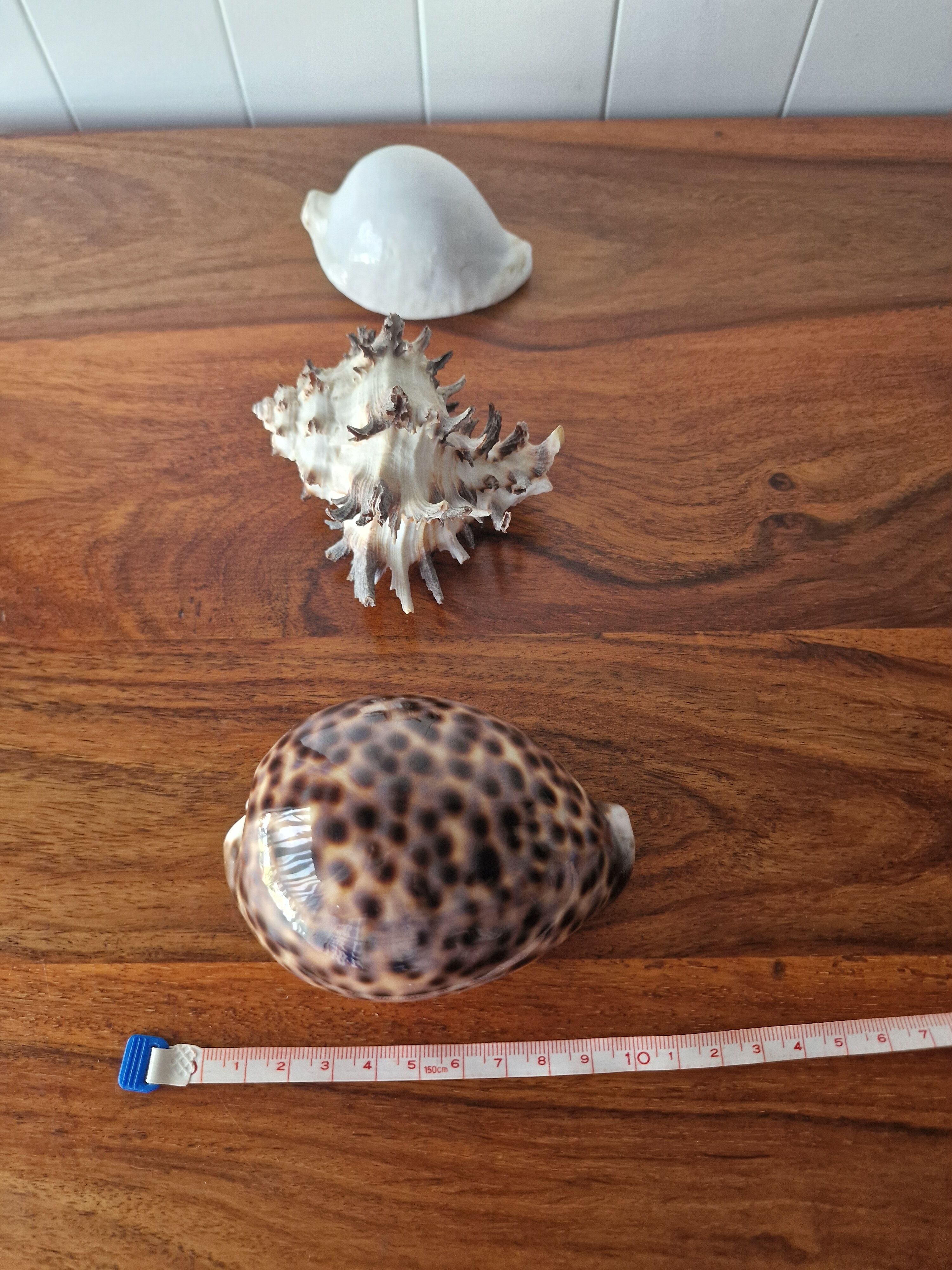 Ancient shell collection