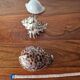 Ancient shell collection