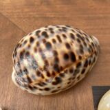 80s Seashell Set