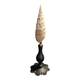 Cabinet of curiosities shell terebra maculata on base