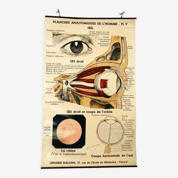 Vintage anatomical chart of man: the eye