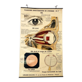 Planche anatomique vintage de l’homme : l’œil