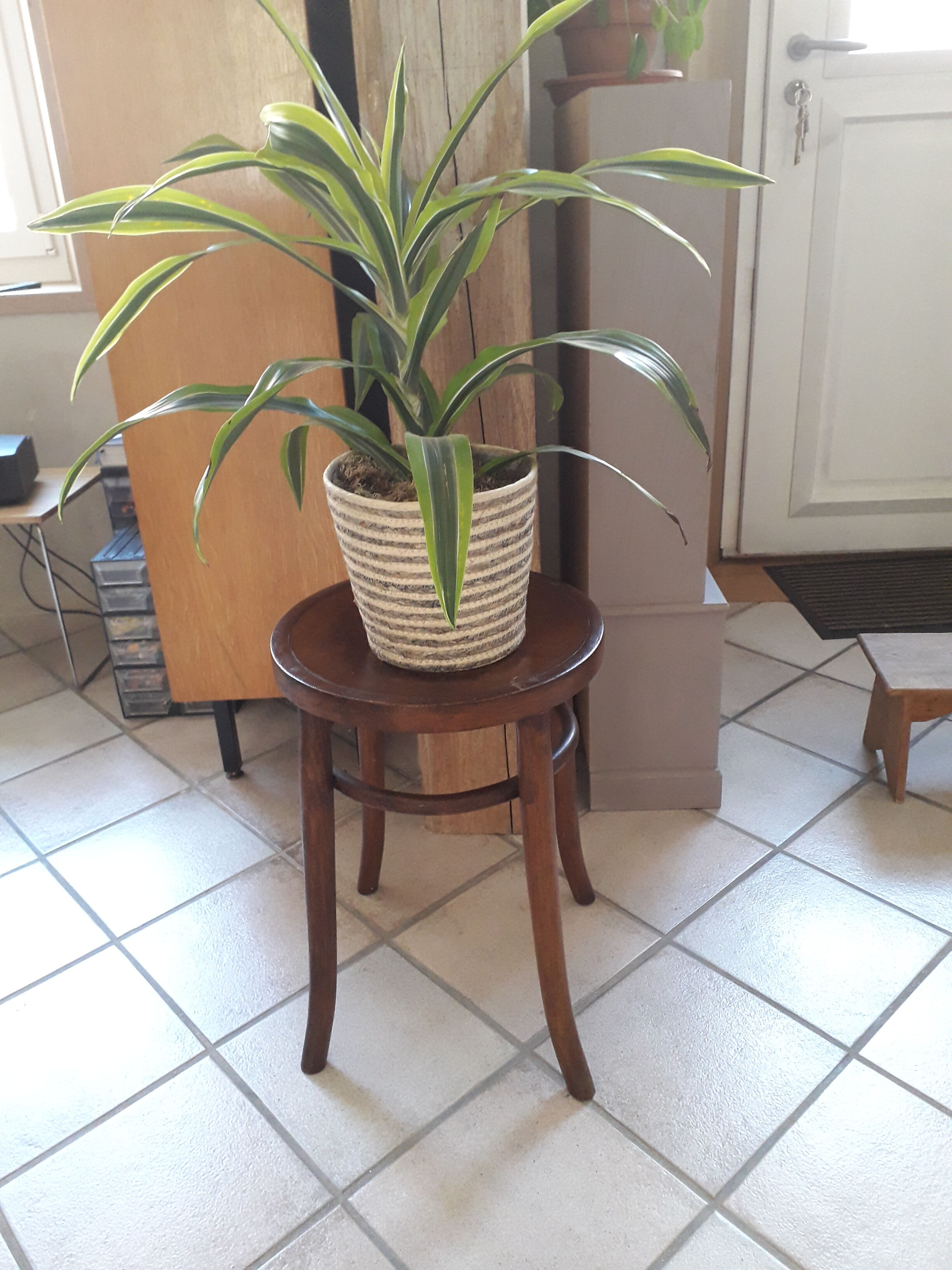 Curved wooden stool Luterma