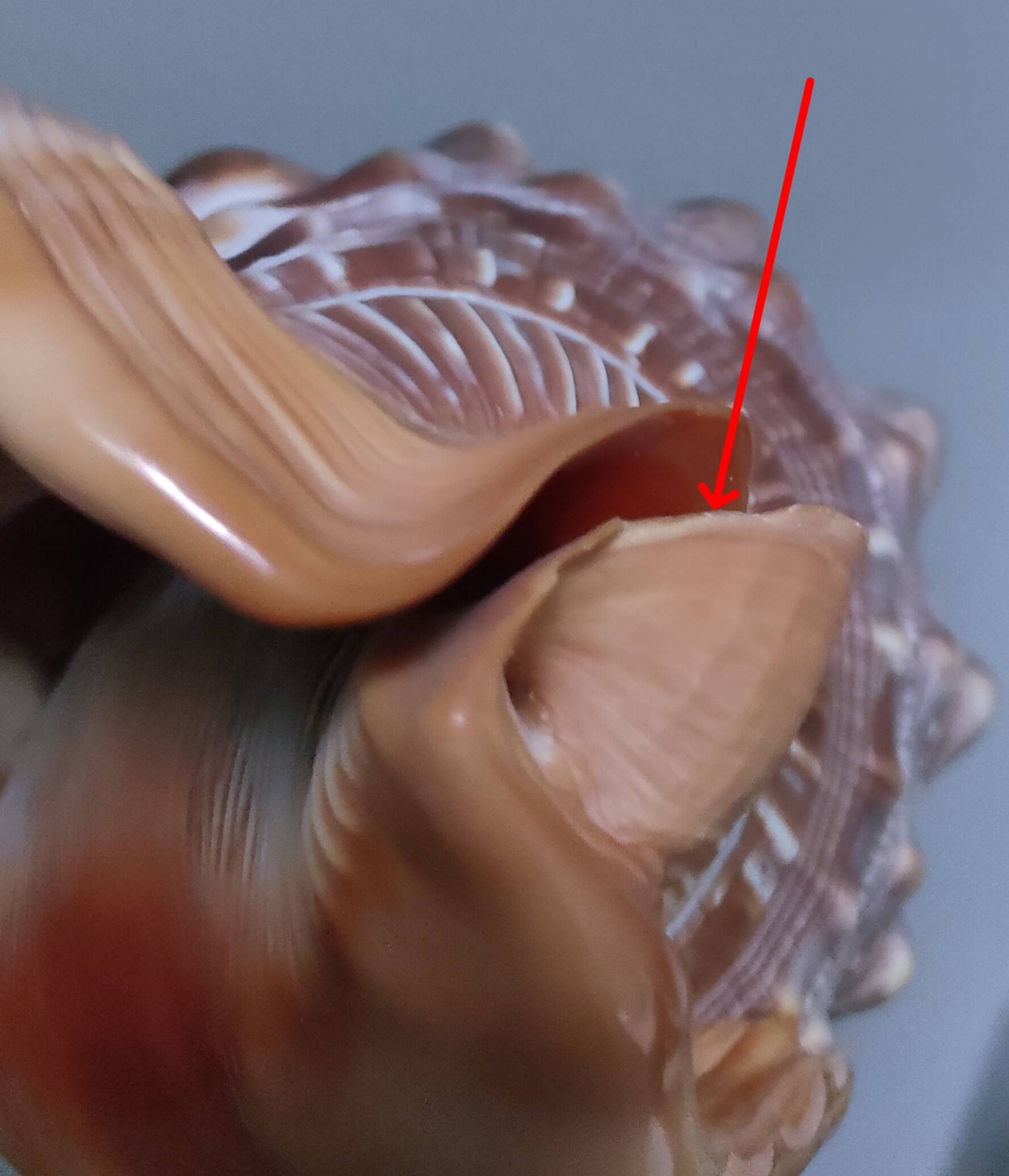 deux coquillages nacrés taille XL
