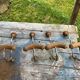 Lot de 4 pateres bois fer années 60