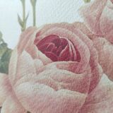 Large vintage botanical poster "hundred-leaf rosebush" PJ Redouté