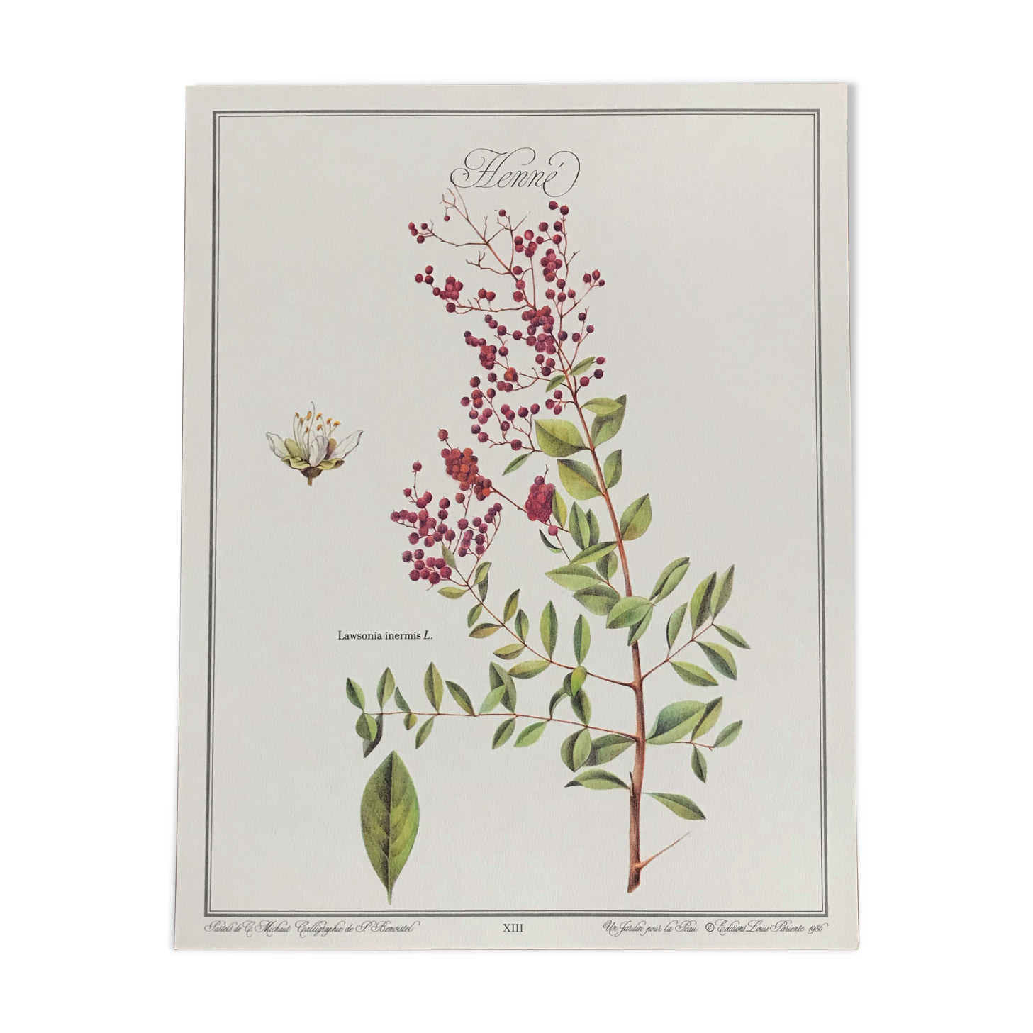 Botanical plank the Henné