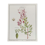 Botanical plank the Henné