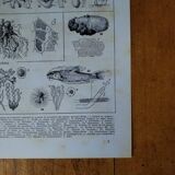 Original lithograph on mushrooms