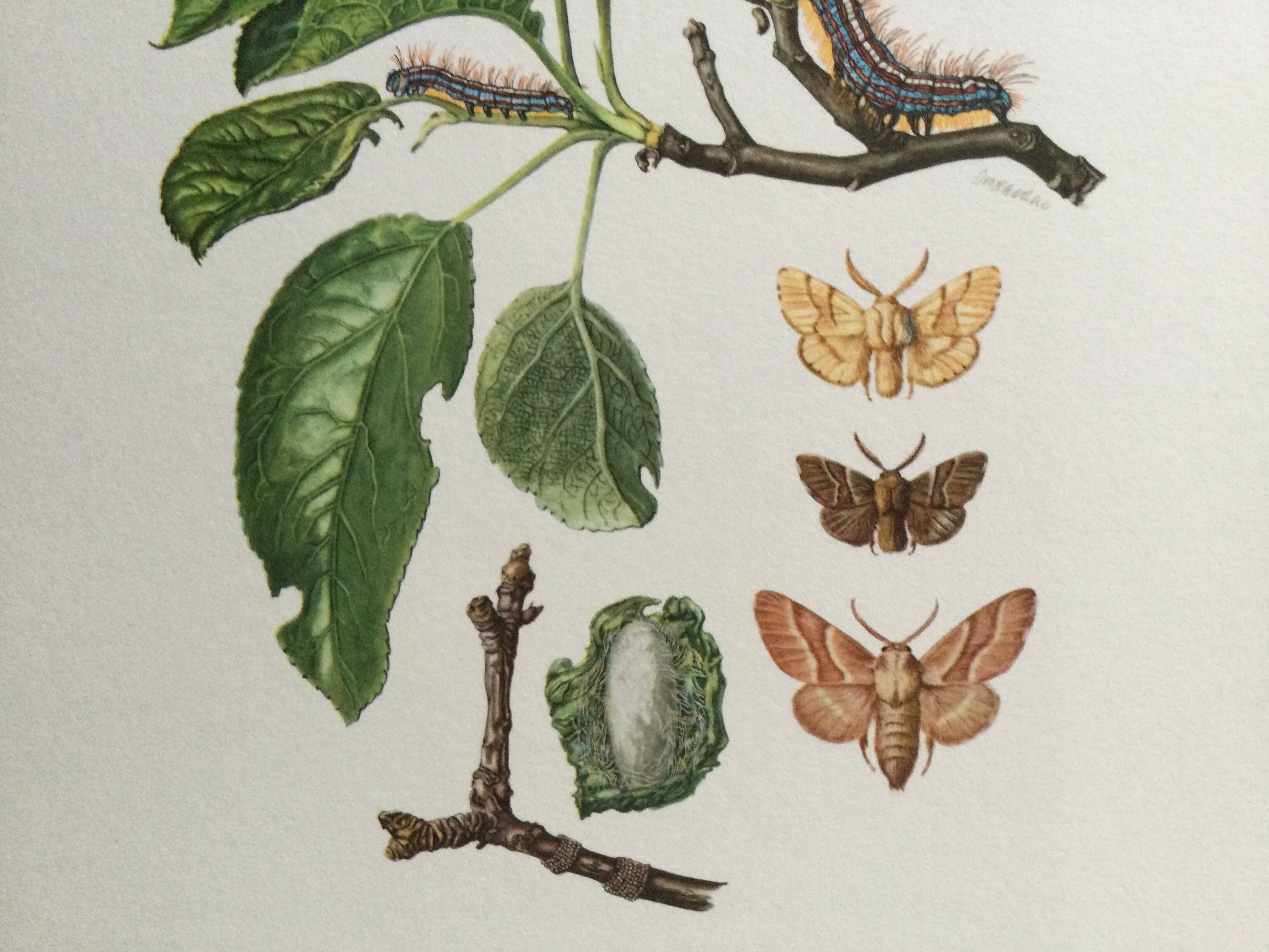 Old illustration "Butterflies", original plate from the 60s