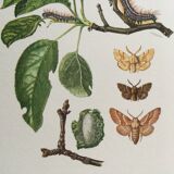 Old illustration "Butterflies", original plate from the 60s