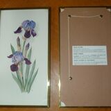 Pair of floral lithographs