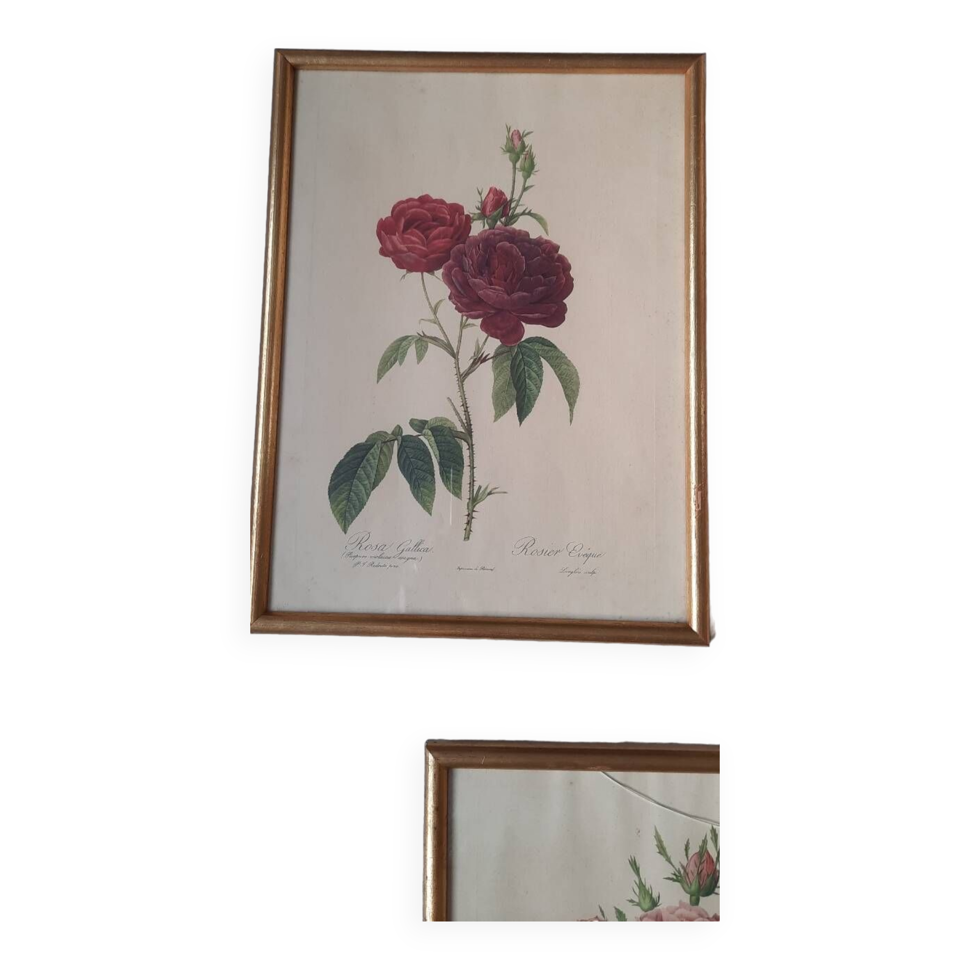 Framed botanical plates
