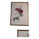 Framed botanical plates