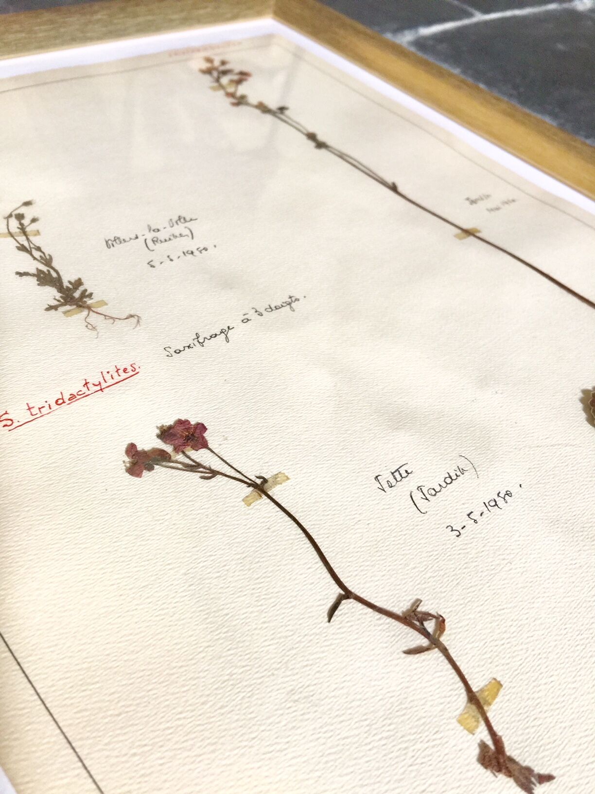 Lot de 6 planches herbier de 1950