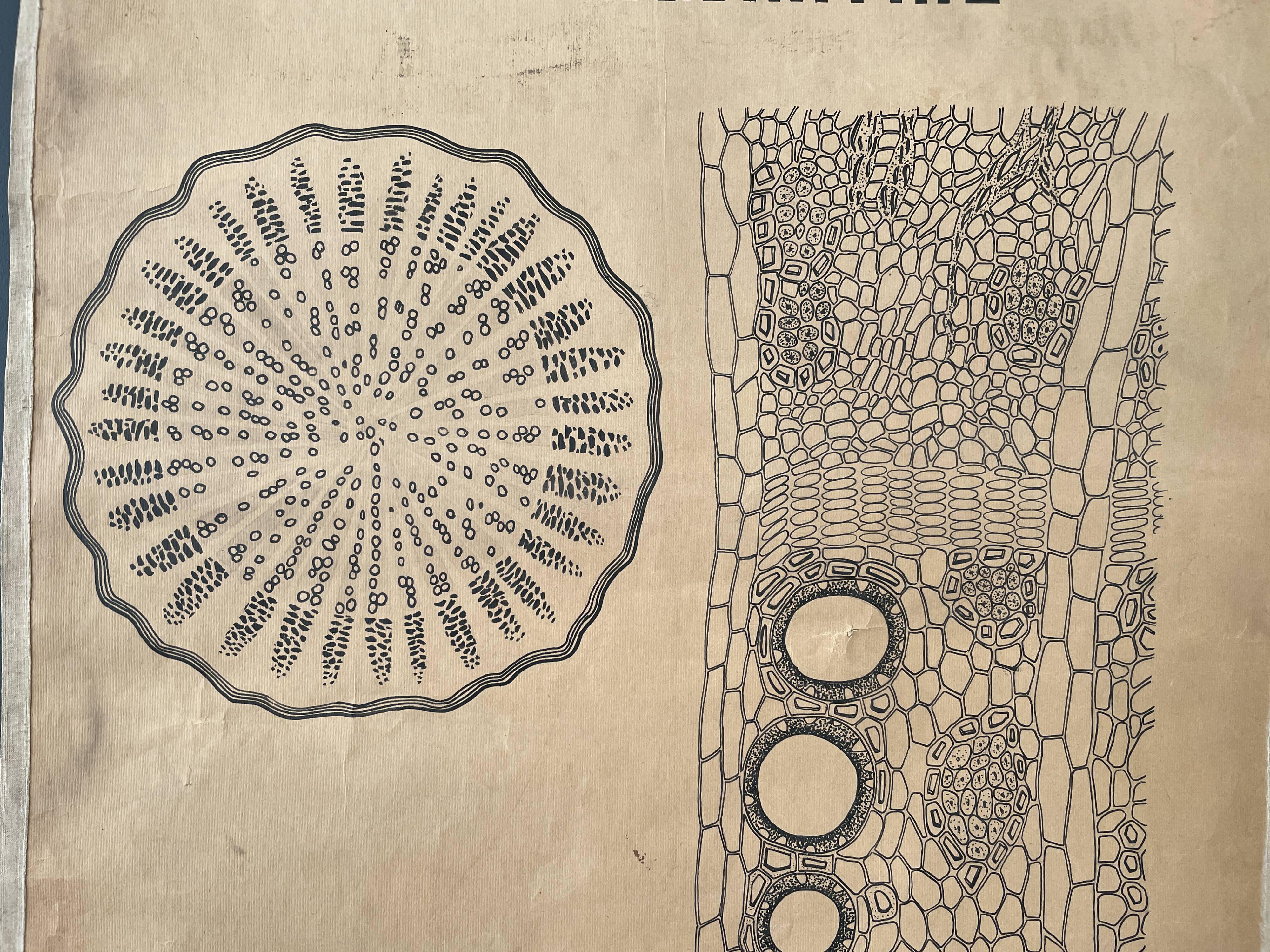 Vintage botanical poster wall board 1970's hand made pharmaceutical university