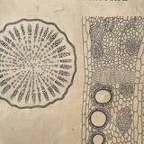 Vintage botanical poster wall board 1970's hand made pharmaceutical university