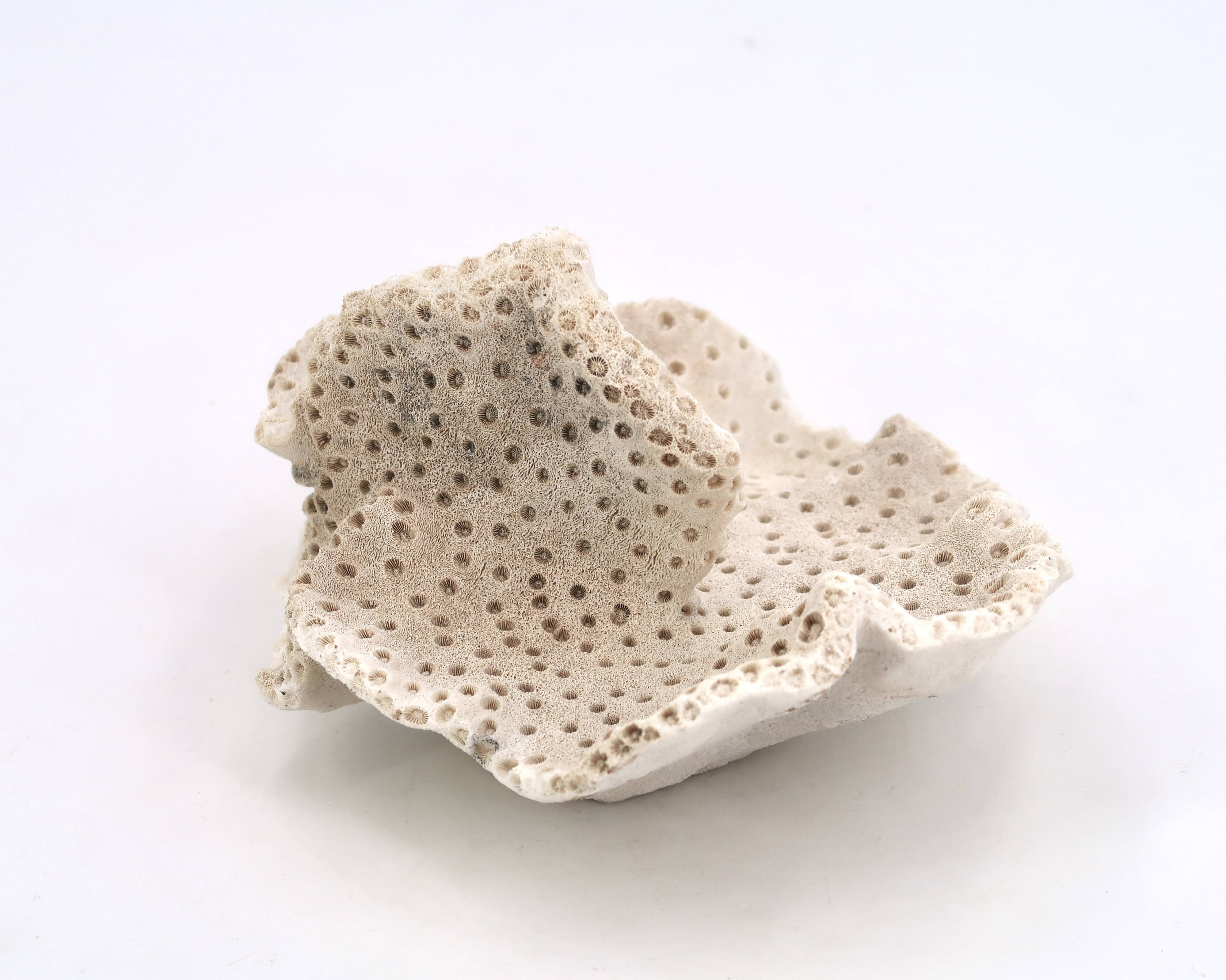Vintage natural white coral, curiosity cabinet, 1970s