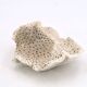 Vintage natural white coral, curiosity cabinet, 1970s