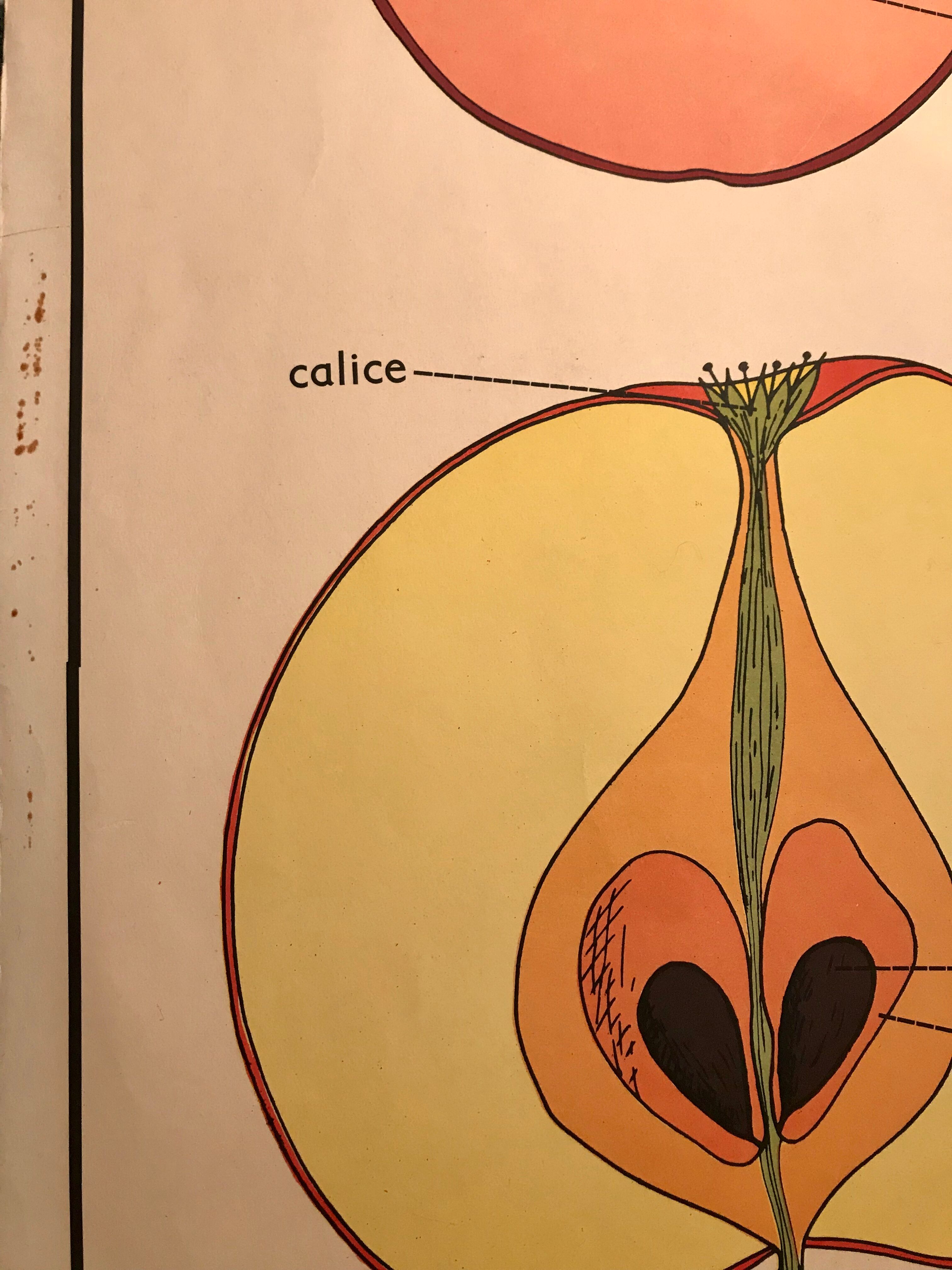 Displays educational fruit / leaves - Nightingale