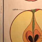 Displays educational fruit / leaves - Nightingale