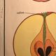 Displays educational fruit / leaves - Nightingale