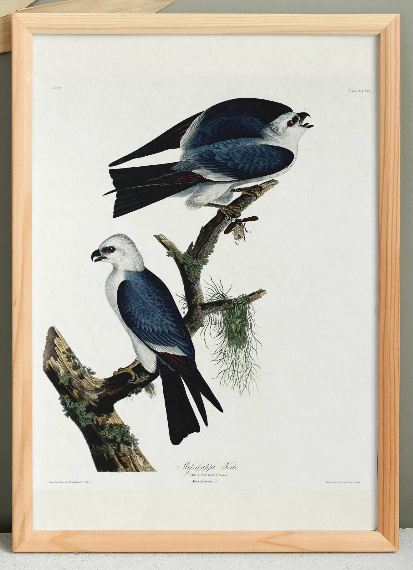 Poster about the Mississippi Kite, based on an old engraving from 1827.