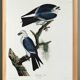 Poster about the Mississippi Kite, based on an old engraving from 1827.