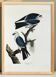 Poster about the Mississippi Kite, based on an old engraving from 1827.