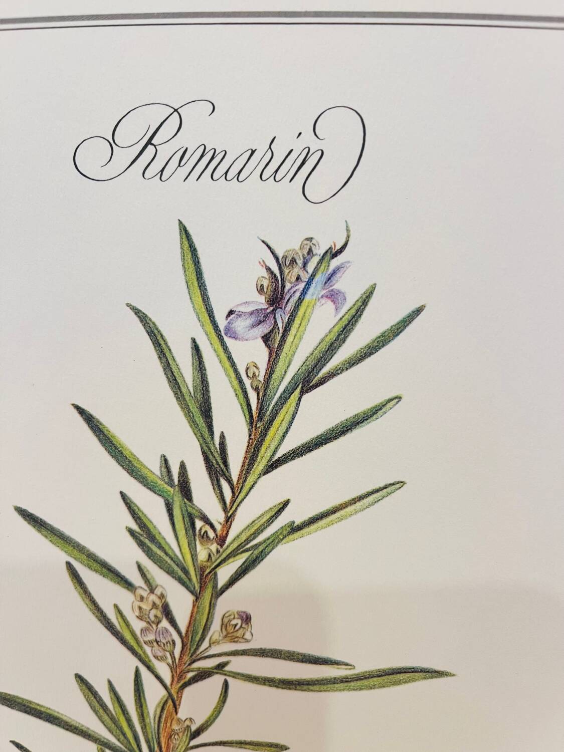 Botanical plate – Louis Pariente, 1986